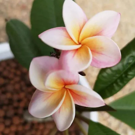 Frühstückspension La Maison Fleur De Frangipanier Saint-Genix-sur-Guiers